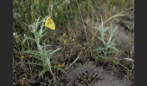 Hufeisenklee-Heufalter (Colias alfacariensis)