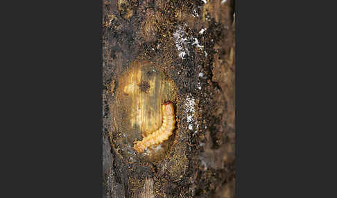 Feuerkäfer (Pyrochroa coccinea)