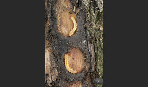 Feuerkäfer (Pyrochroa coccinea)