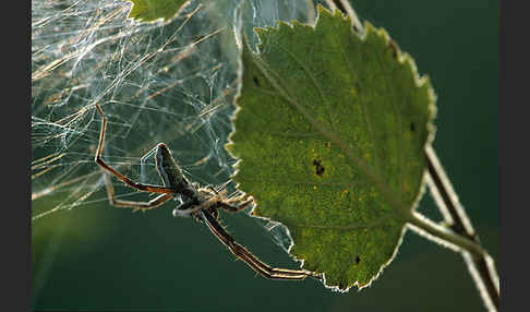 Raubspinne spec. (Pisaura  mirabilis)