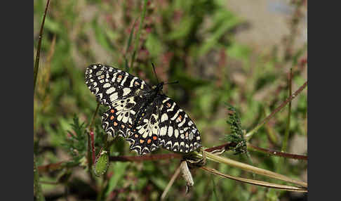 Spanischer Osterluzeifalter (Zerynthia rumina)