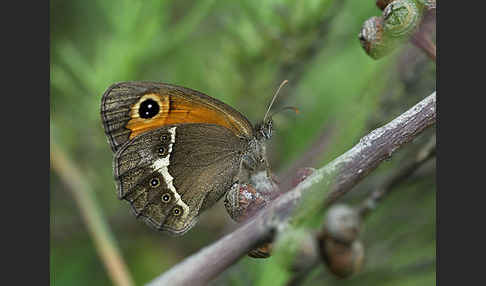 Spanisches Ochsenauge (Pyronia bathseba)