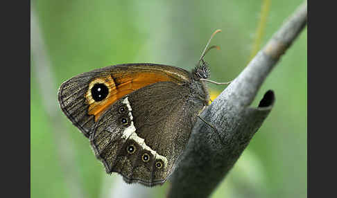 Spanisches Ochsenauge (Pyronia bathseba)