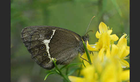 Spanisches Ochsenauge (Pyronia bathseba)