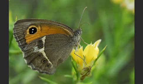 Spanisches Ochsenauge (Pyronia bathseba)