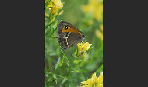 Spanisches Ochsenauge (Pyronia bathseba)