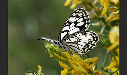 Spanisches Schachbrett (Melanargia ines)