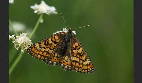 Abbiß-Scheckenfalter (Eurodryas aurinia)