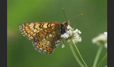 Abbiß-Scheckenfalter (Eurodryas aurinia)