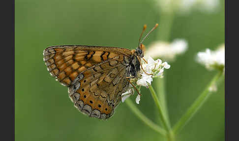 Abbiß-Scheckenfalter (Eurodryas aurinia)