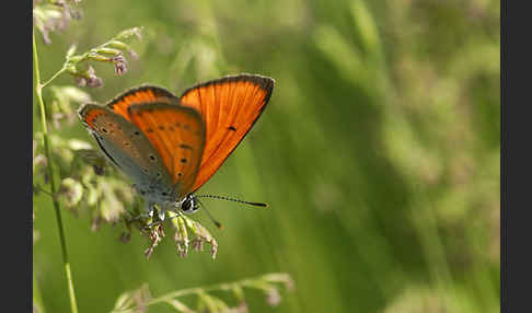 Großer Feuerfalter (Lycaena dispar)