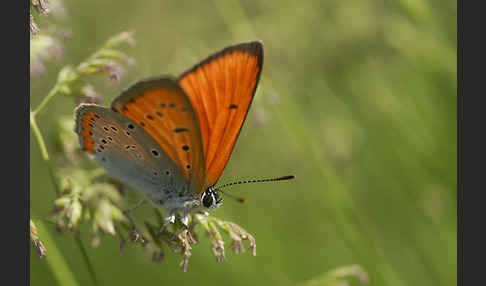 Großer Feuerfalter (Lycaena dispar)