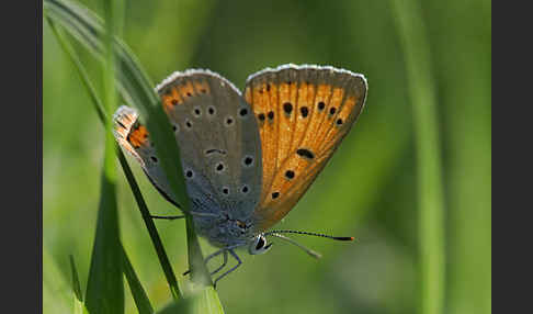 Großer Feuerfalter (Lycaena dispar)