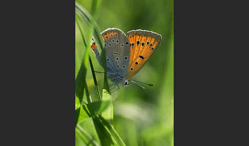 Großer Feuerfalter (Lycaena dispar)