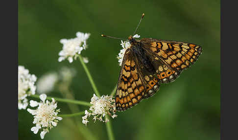 Abbiß-Scheckenfalter (Eurodryas aurinia)