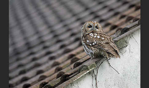 Waldkauz (Strix aluco)