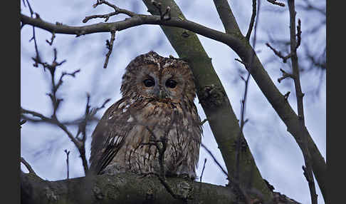 Waldkauz (Strix aluco)