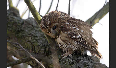 Waldkauz (Strix aluco)