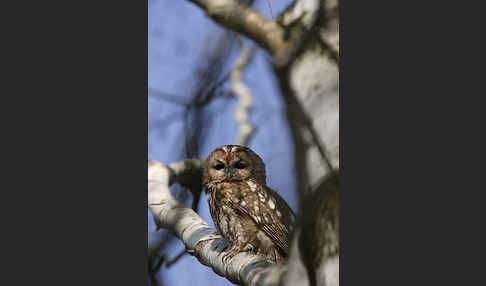 Waldkauz (Strix aluco)