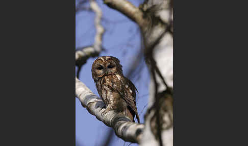 Waldkauz (Strix aluco)