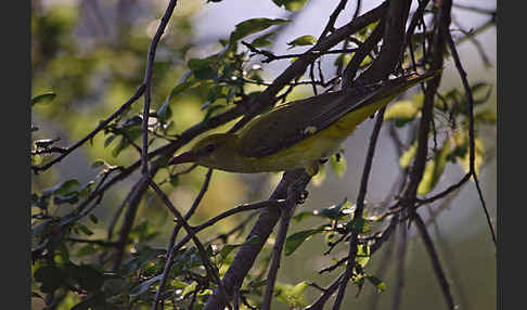 Pirol (Oriolus oriolus)