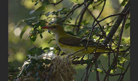 Pirol (Oriolus oriolus)