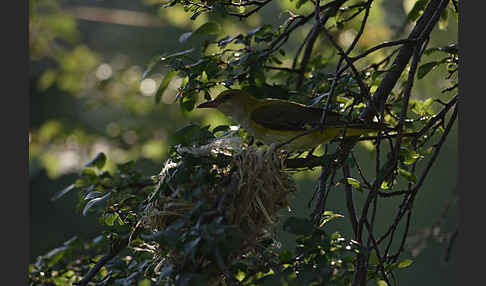 Pirol (Oriolus oriolus)