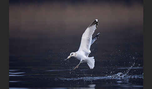 Sturmmöwe (Larus canus)