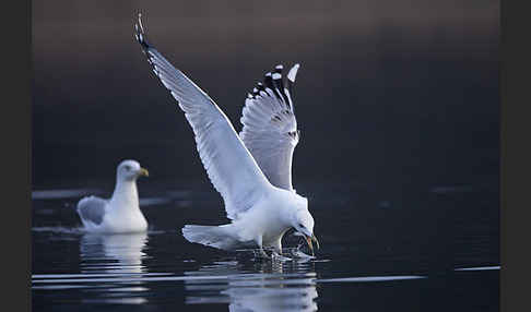 Sturmmöwe (Larus canus)