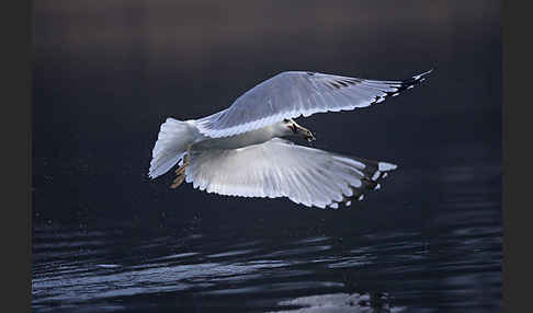 Sturmmöwe (Larus canus)