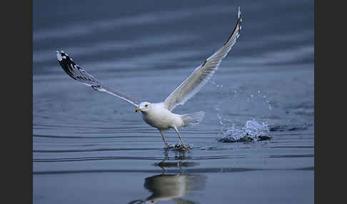 Sturmmöwe (Larus canus)