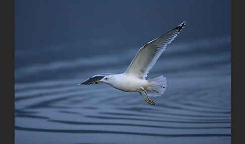 Sturmmöwe (Larus canus)