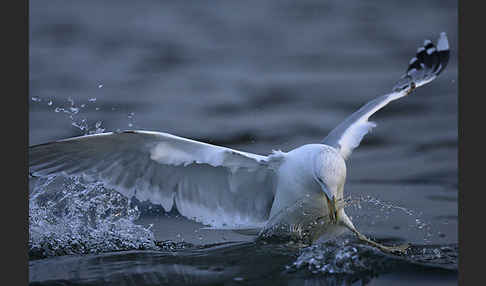 Sturmmöwe (Larus canus)