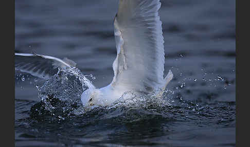 Sturmmöwe (Larus canus)