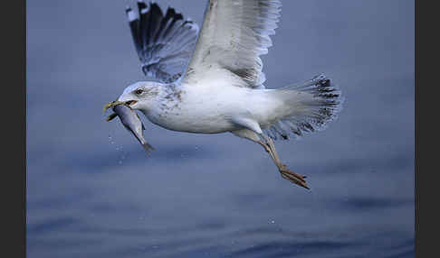 Sturmmöwe (Larus canus)