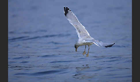 Sturmmöwe (Larus canus)