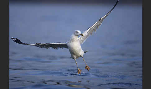 Sturmmöwe (Larus canus)