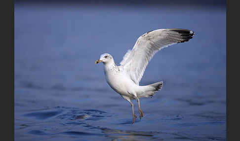 Sturmmöwe (Larus canus)