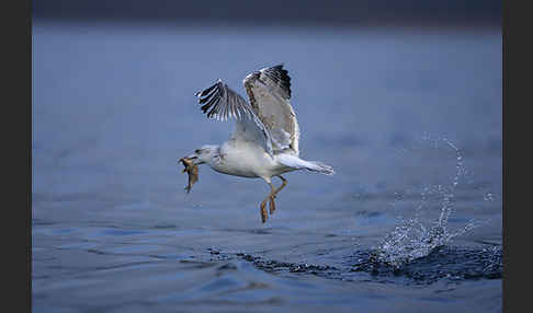 Sturmmöwe (Larus canus)