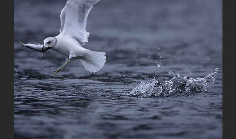 Sturmmöwe (Larus canus)