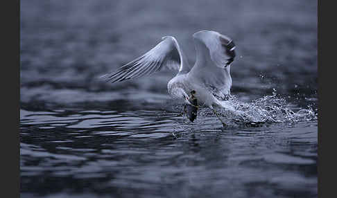 Sturmmöwe (Larus canus)