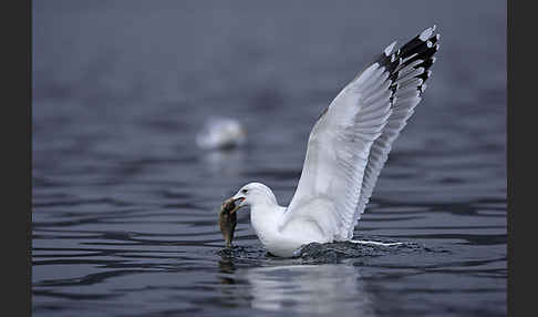 Sturmmöwe (Larus canus)