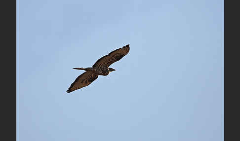 Wespenbussard (Pernis apivorus)