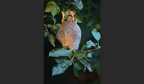 Waldohreule (Asio otus)