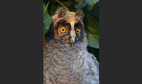 Waldohreule (Asio otus)