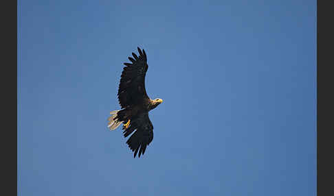 Seeadler (Haliaeetus albicilla)