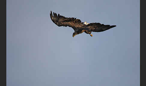 Seeadler (Haliaeetus albicilla)