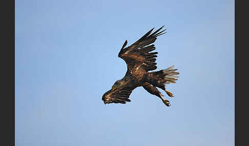 Seeadler (Haliaeetus albicilla)