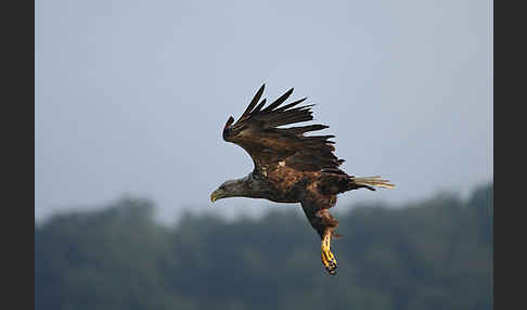 Seeadler (Haliaeetus albicilla)