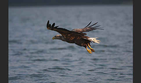 Seeadler (Haliaeetus albicilla)